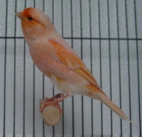 female canary