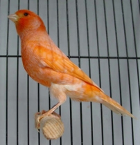 male canary