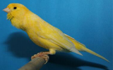 sing canary1